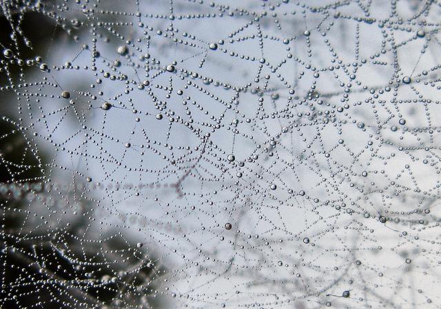 spiderwebs dotted with water
