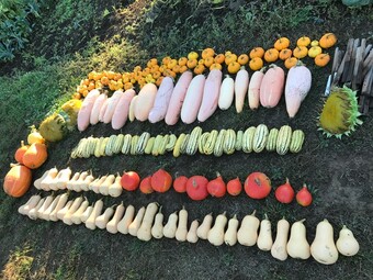 A large selection of fresh grown vegetables lined up and organized by type on the grass.