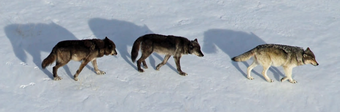 Three wolves walk in a line through the snow on a bright day.