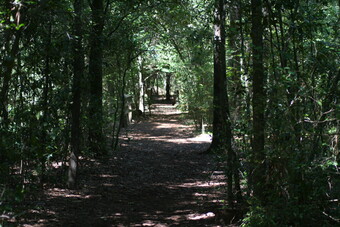 Photo of a wooded trail.