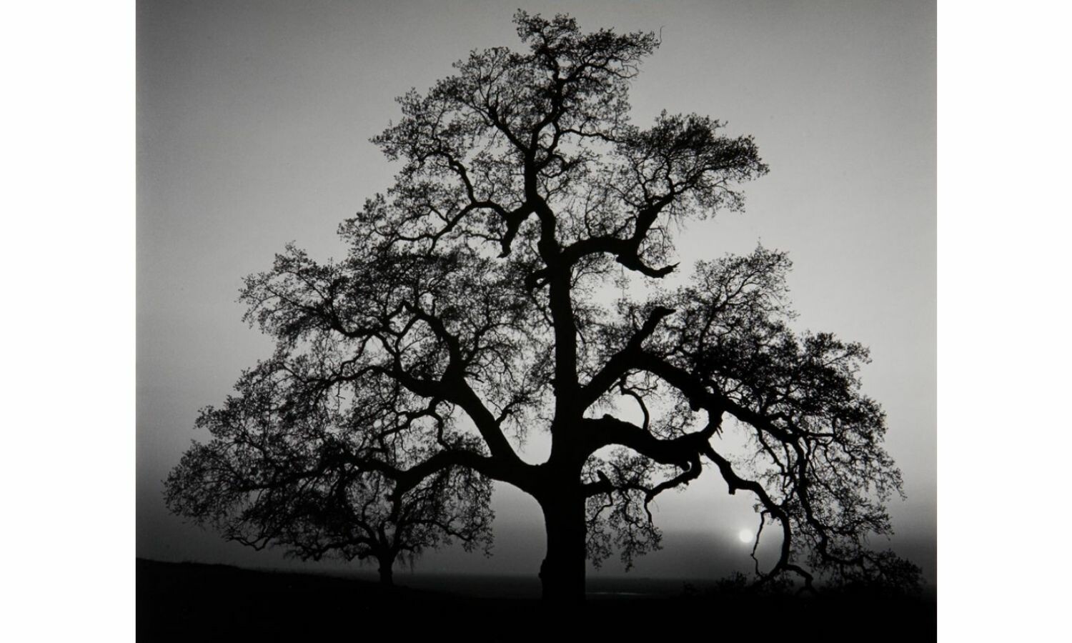 A black and white shot of an oak tree with its lower branches drooping towards the ground.