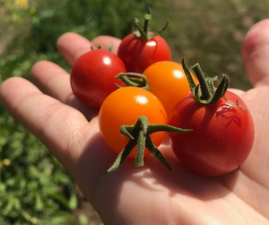 A person's outstretched hand holding five cherry tomatoes.