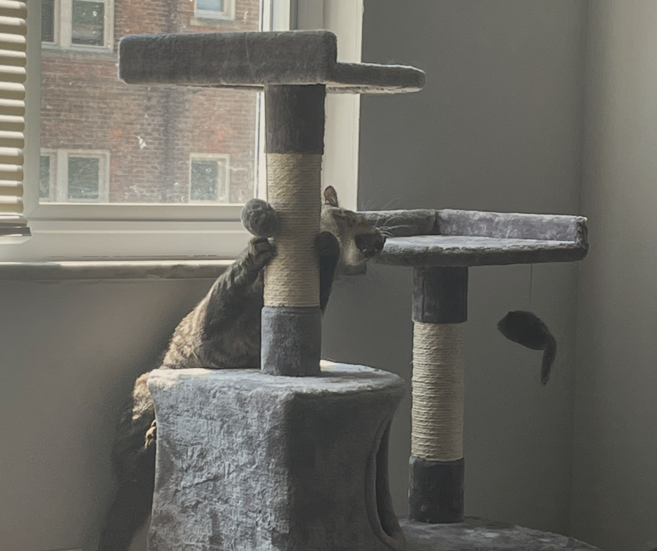 A cat climbing its scratching post next to a window.