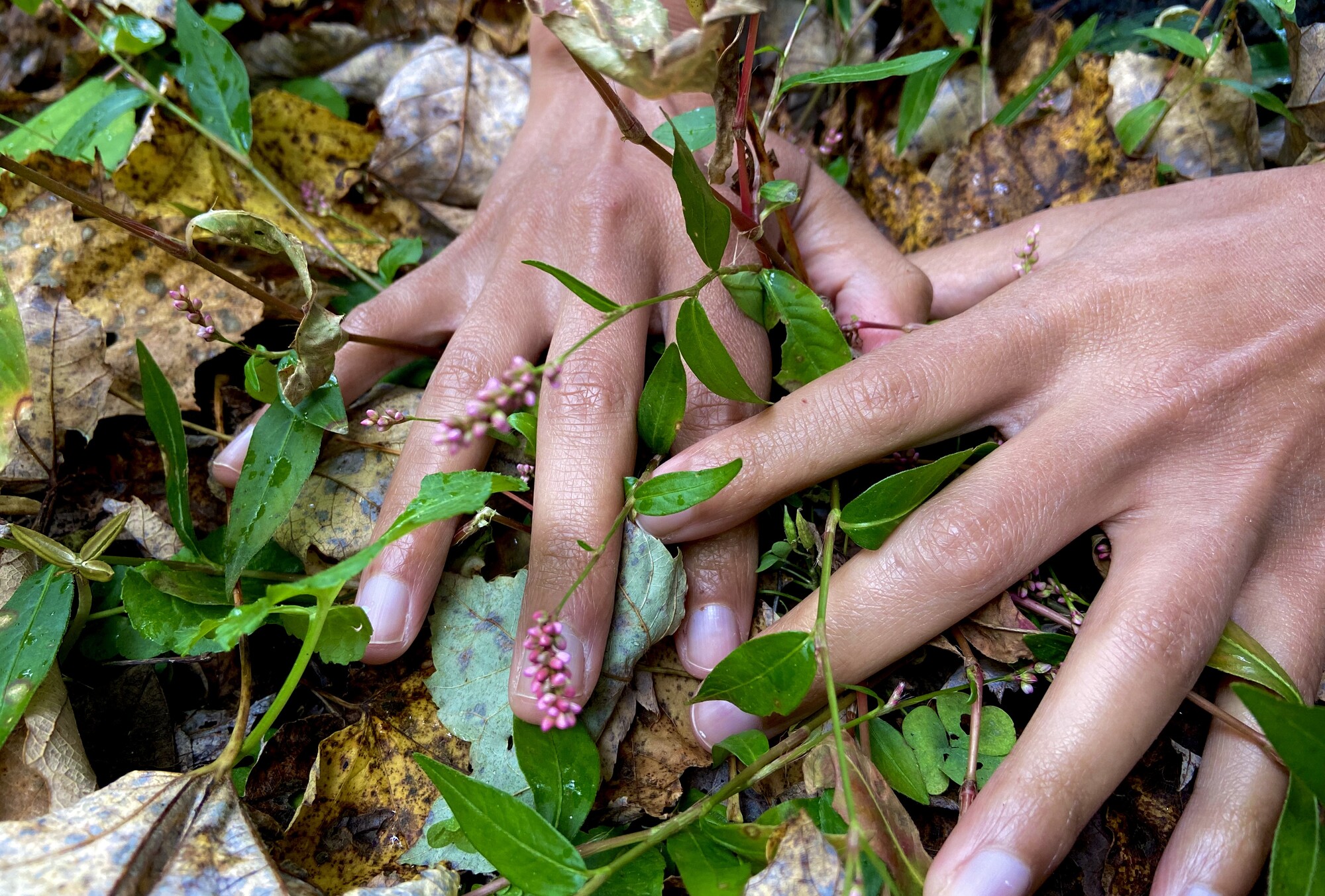 A close up of hands in the dirt and plants.