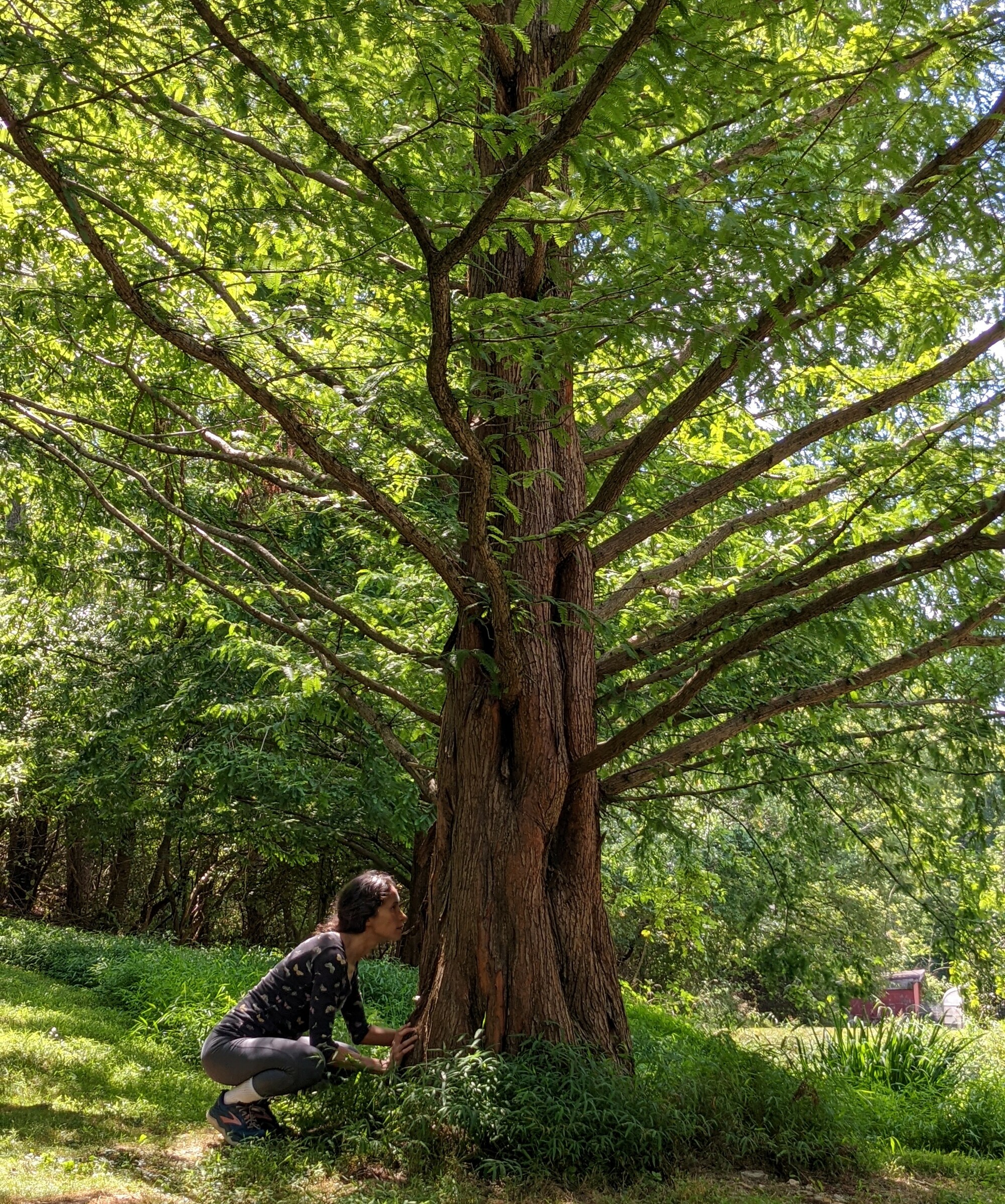 A person crouched at the base of a tree.