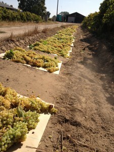 A row of harvested grapes on mats.